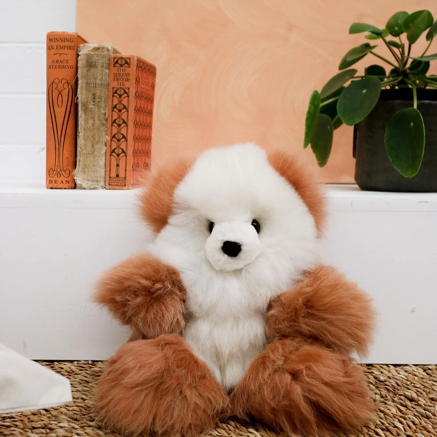 Toy Bear - Huacaya - Medium